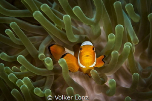 Clown anemonefish by Volker Lonz 